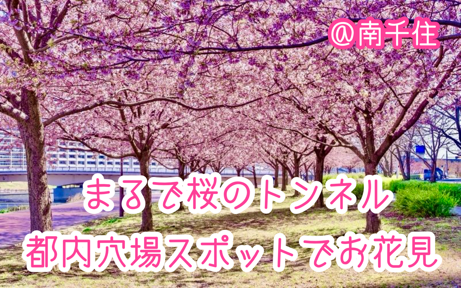 【40代50代】まるで桜のトンネル🌸都内の穴場スポット「汐入公園」でゆったりお花見しましょう🙋‍♀️✨