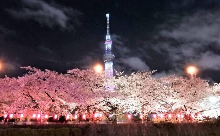 【早割中】隅田公園の夜桜を見に行こう🌸🌸
