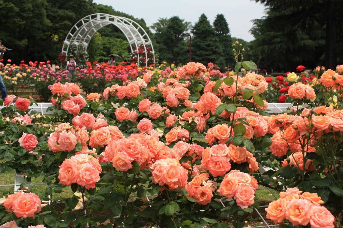 【早割中】見頃のバラを見に行こう！🍎🍎🍎