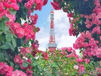 【早割中】東京タワーとのコラボ！？薔薇を見に行こう🌸🌸🌸