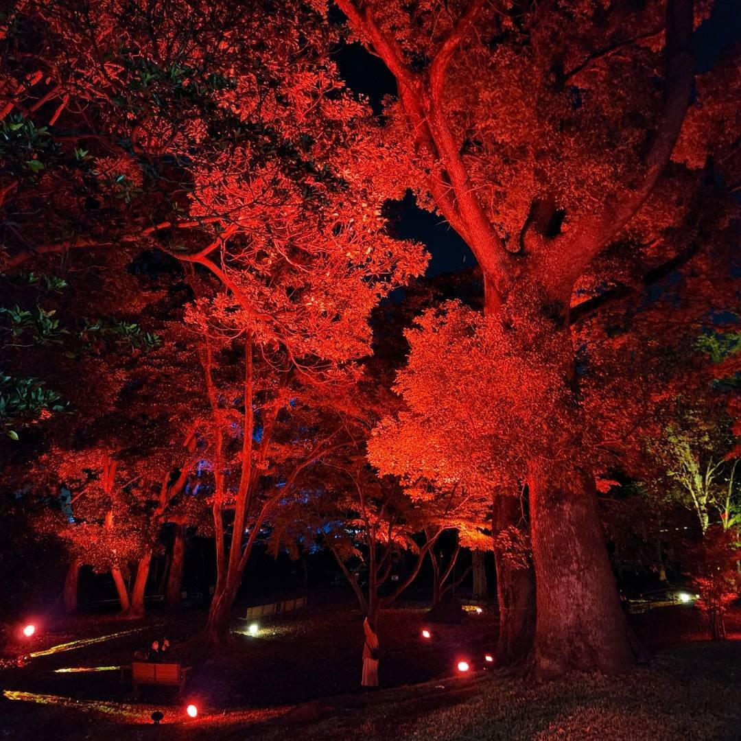 【女性主催】飛鳥山公園の紅葉ライトアップを見に行こう！20代30代限定🎈🌷🎀