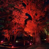 【女性主催】飛鳥山公園の紅葉ライトアップを見に行こう！20代30代限定🎈🌷🎀