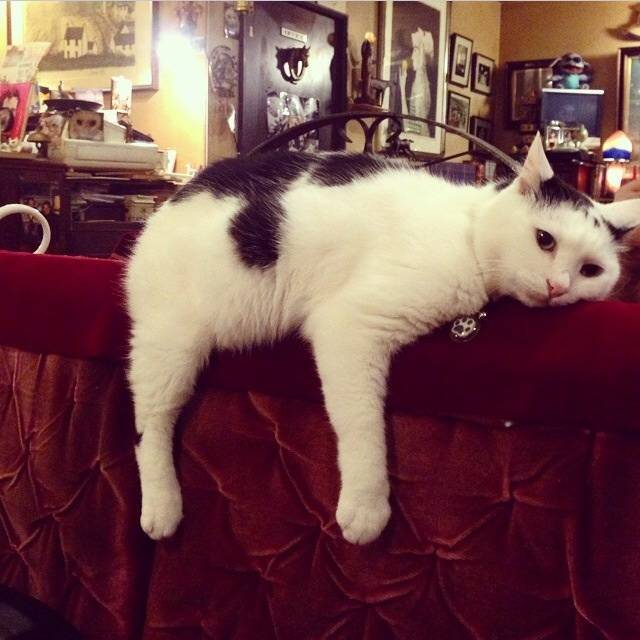 【20代30代限定】猫のいる喫茶店に行こう🐽🐽🐽