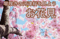 【お花見＆ボドゲ】代々木公園名物！河津桜を見よう！モルックやスパイクボールも！＠代々木公園【第933回】