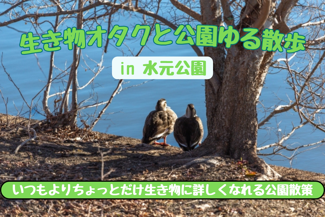 【初参加️歓迎✨】生き物オタクと行く水元公園ゆる散歩🦆いつもとは見る景色が変わる公園散策