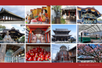 【京都観光 × 国際交流🌏】ひな祭り & 梅・神社仏閣巡り✨