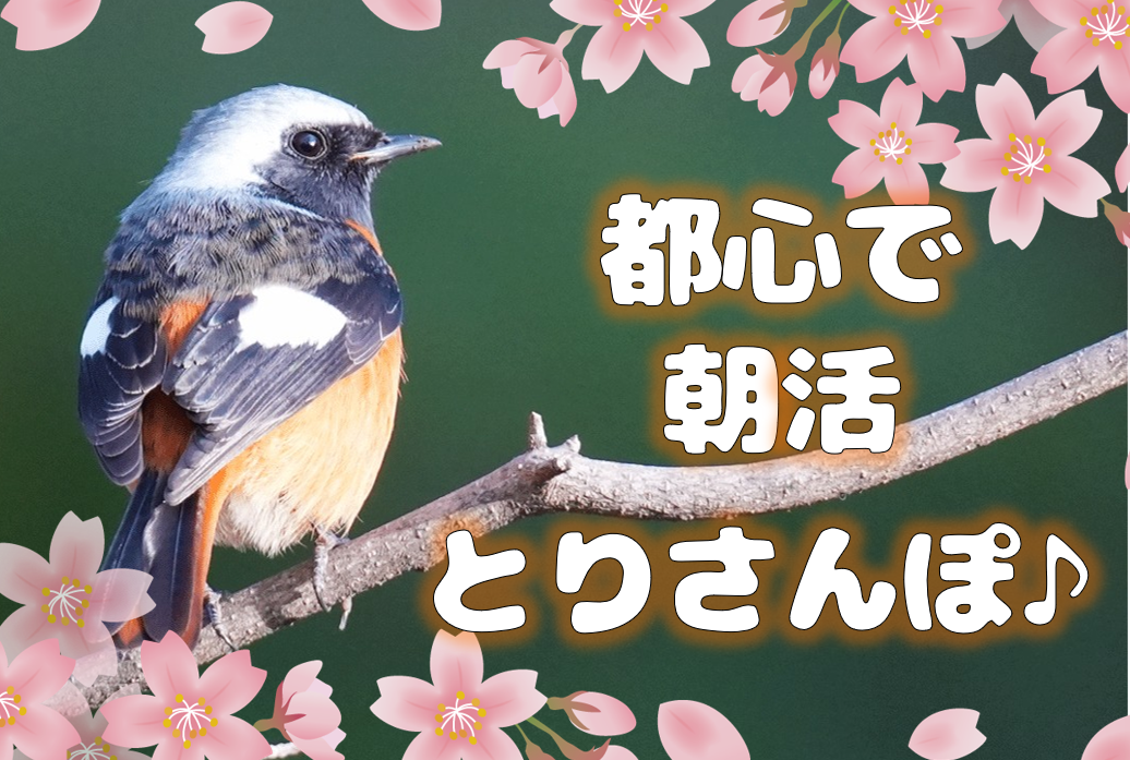 【都心で朝活とりさんぽ♪】皇居で散歩しながら鳥の観察会【今シーズン最後の回！】