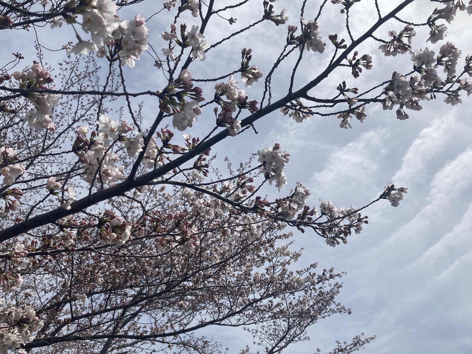 春風を感じながら、演奏の花を咲かせましょう🌸