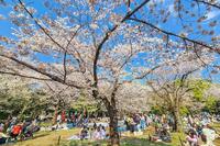 【男女主催】【季節企画】代々木公園でお花見🌸&体を動かそう〜👟