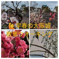 🏵️早春の大阪城散策ウォーキング(梅.花見)
