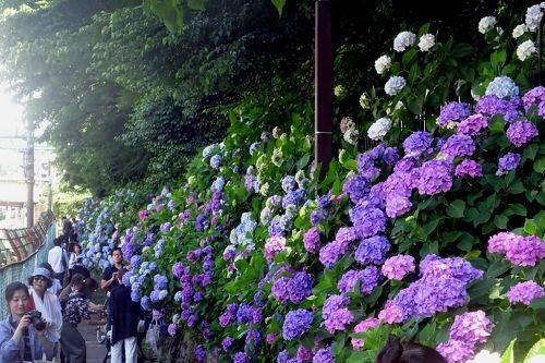 【女性主催】インスタ映え必須の紫陽花を見に行こう🧇🥞🥜