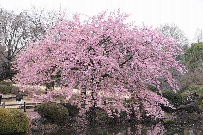 【女性主催20代30代限定】約70品種！？桜を見に行こう🐽🌺🌸