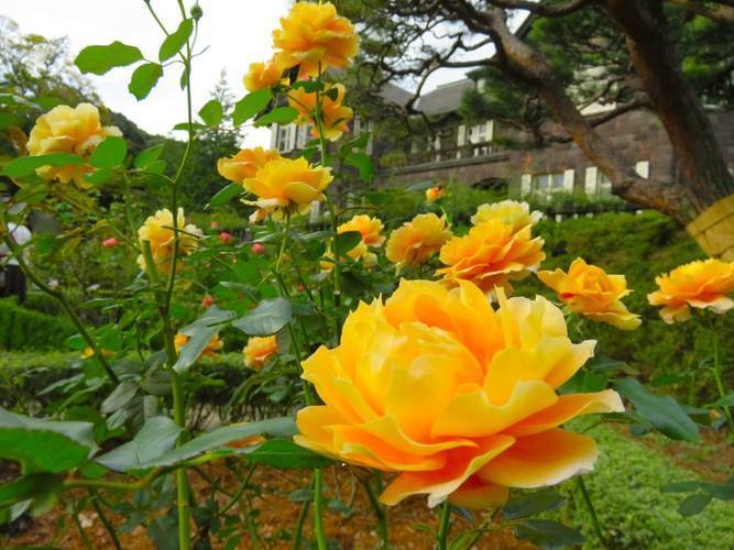 【女性主催】旧古河庭園に行こう！薔薇が見頃です🦊🦊