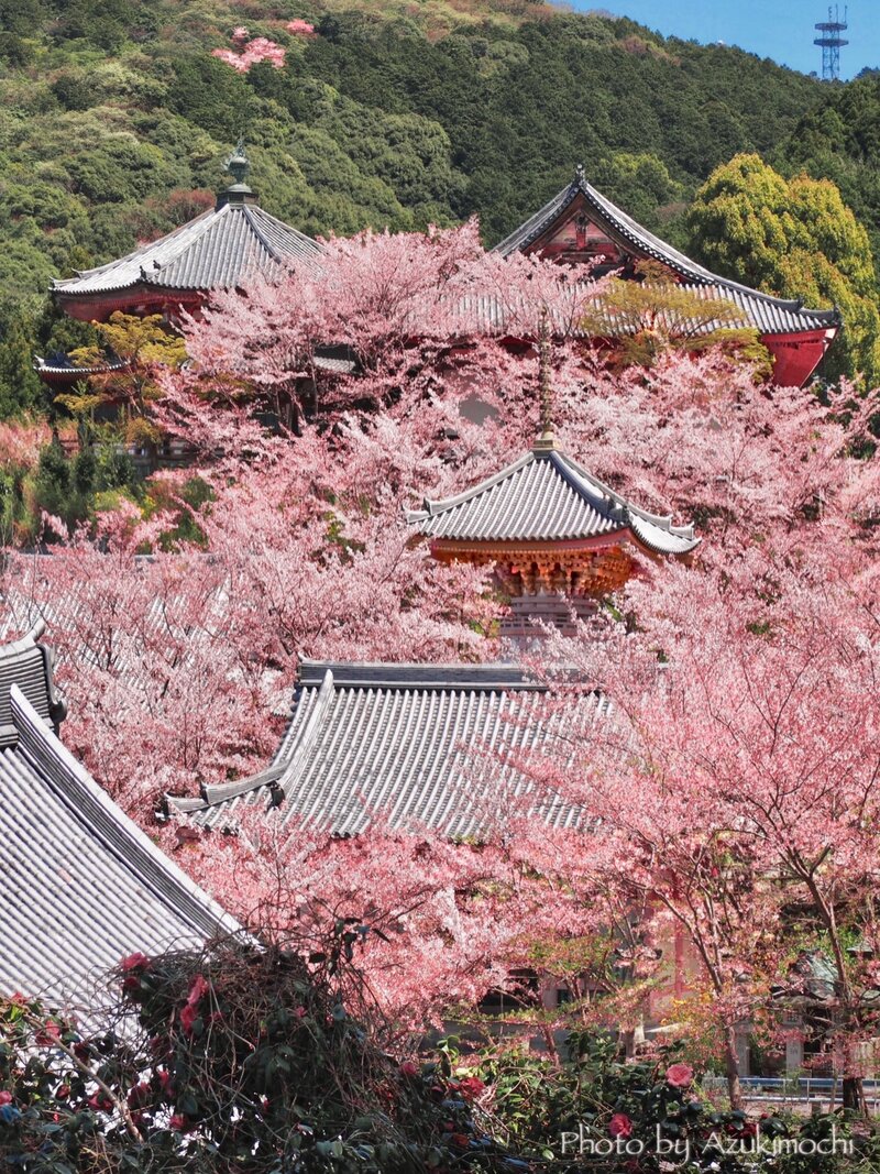 🈵桜遠征【奈良京都】@旅行仲間募集