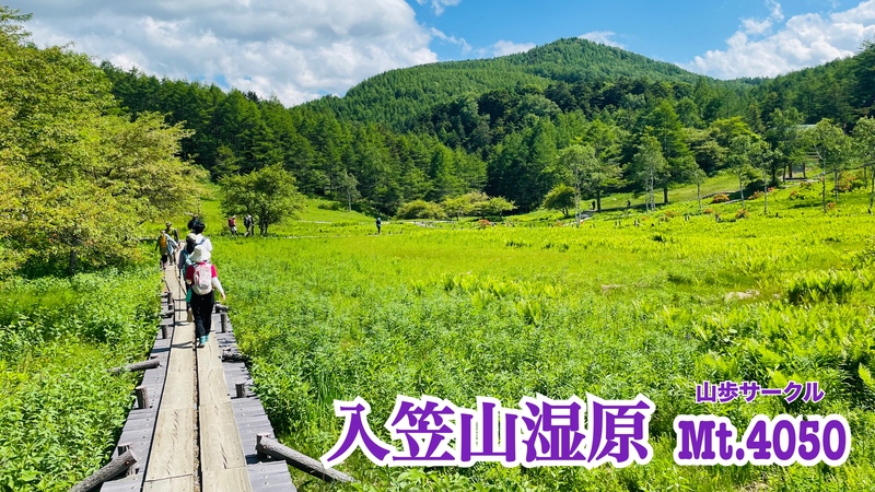 湿原に咲くスズランや春の草花に包まれる南アルプス眺望トレッキング🚗