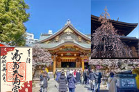 男女比調整で女性のみ募集中【湯島天海梅まつり！】湯島の湯島天満宮で限定御朱印を手に入れよう！【参加費還元！】