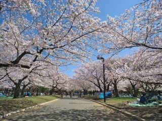 【2,30代中心】代々木公園でゆる〜くみんなで花見と宴会と歌と演奏を楽しむ会