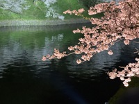 【20代主催】花見シーズン到来！隅田川沿いを歩きながら桜とスカイツリーを楽しもう🌸