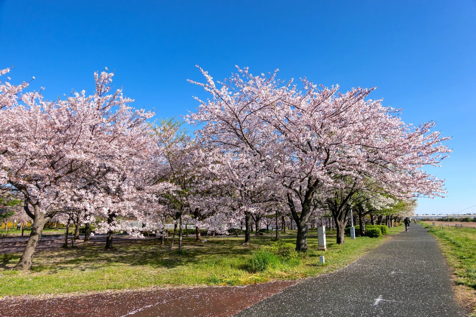 《40代・50代～》荒川沿い小松川千本桜堤でお花見！