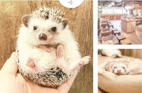⭐️原宿⭐️🦔ハリネズミカフェ会☕️原宿駅徒歩1分!一人参加や20〜30代の方の参加歓迎!