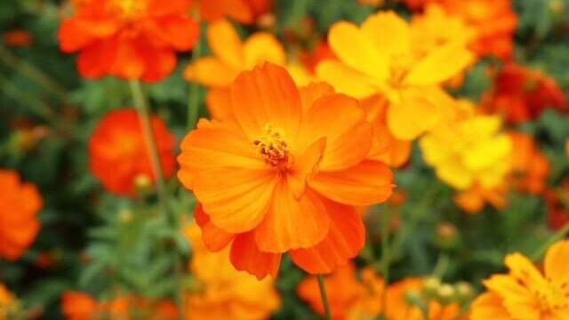 【早割中】キバナコスモスを見に行こう🌺🌺🌺