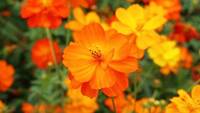 【早割中】キバナコスモスを見に行こう🌺🌺🌺