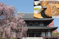 【東京タワー近くで花見をしよう！】3/29 11時　大門　増上寺　花見！