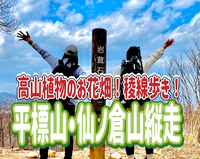 6/7【新潟県/平標山】6月はハクサンイチゲが開花予定！広大な稜線を行く初夏の旅！