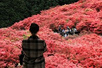 絶景❗一目100万本レッドワールド、葛城山ツツジ散策＆フオト❗