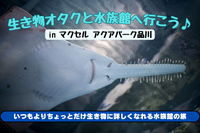【水族館好き必見】生き物オタクと巡るマクセル アクアパーク品川🐟 いつもとは違う海の世界✨