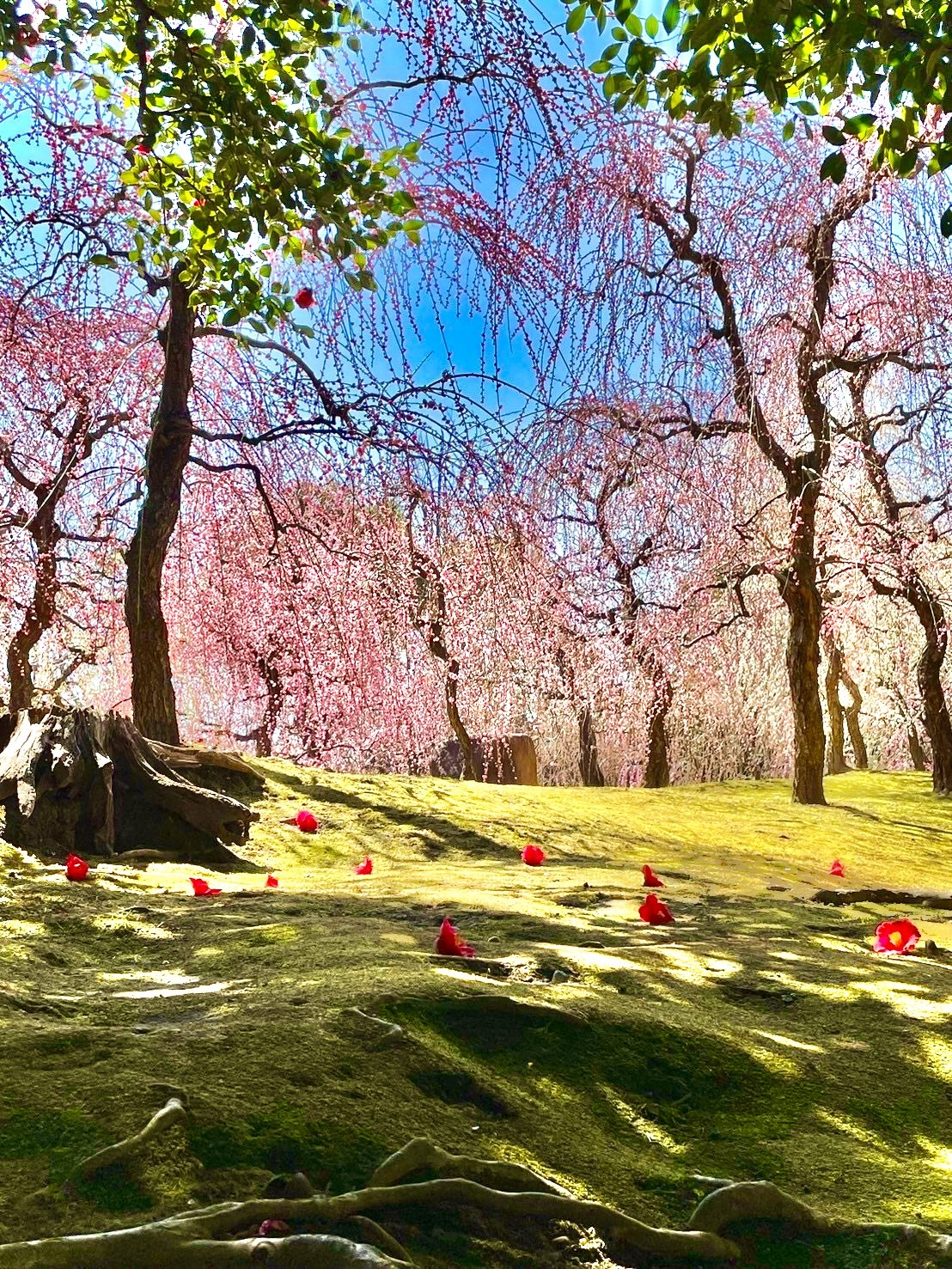 和と洋のコラボイベントin京都