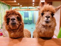 【早割中】アルパカカフェに行こう🍭🍭🍭