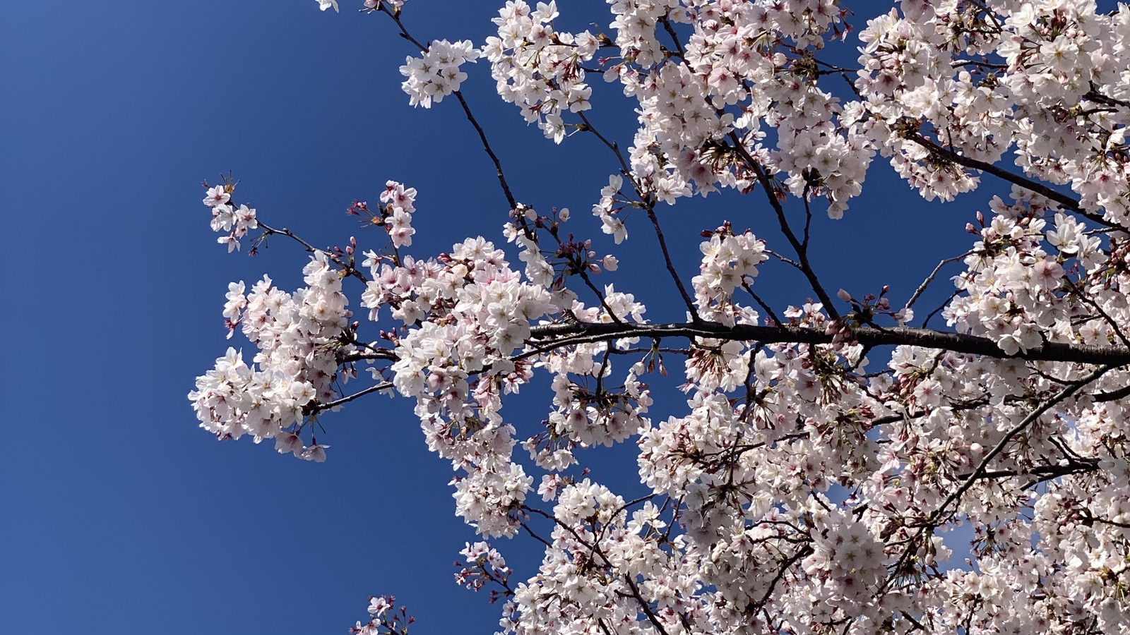 【U35】春の風に包まれるお花見ピクニック🌸