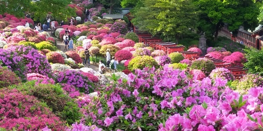 【早割中】文京つつじまつりに行こう🌸🌸