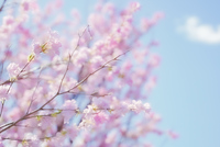 限定2名【新宿御苑🌸お花見】ぶら〜りフォトツアー📸 