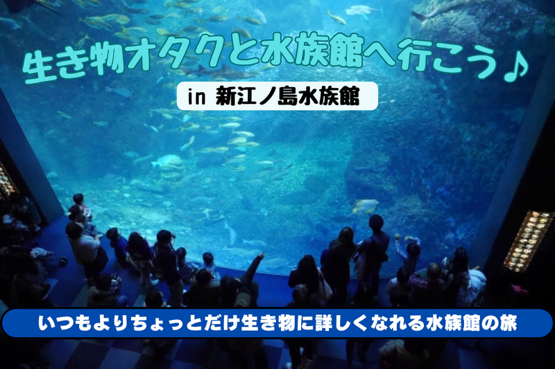 【水族館好き必見】生き物オタクと巡る新江ノ島水族館🐟 いつもとは違う海の世界✨