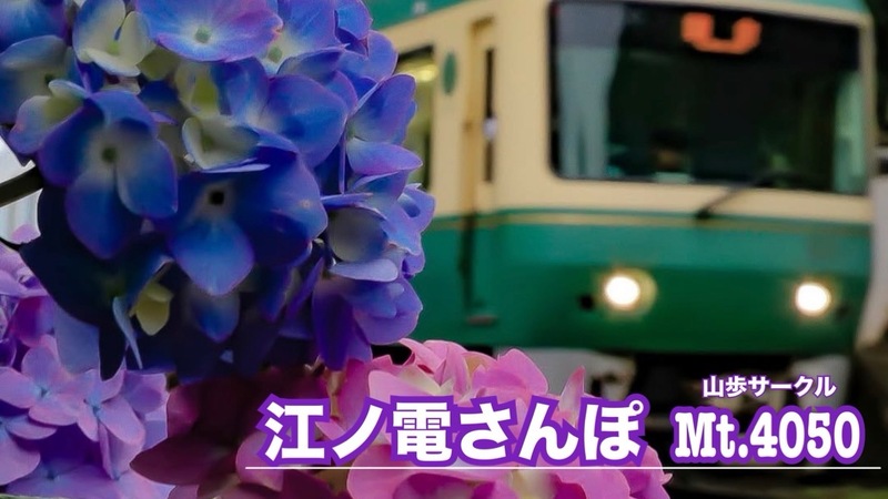 紫陽花の季節の江ノ電沿線のんびりウォーキング🐾