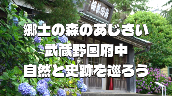 府中郷土の森のあじさいや自然、武蔵野国府中や廃線跡、神社仏閣などいろいろ巡ろう！