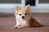 【女性主催20代30代限定】大人気の犬カフェに行こう🍎🍎🍎