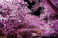 夜桜楽しむウォーキング🚶🌸