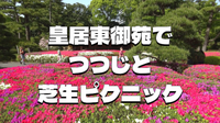 皇居東御苑(江戸城跡)でつつじと広い芝生でピクニックを楽しもう！