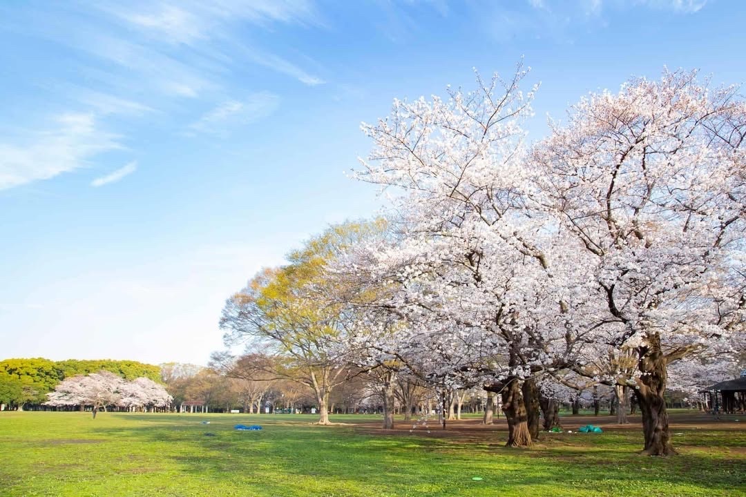 4月5日(土)ヨガ&お花見会🌸🧘🍀