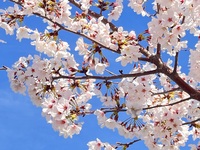 お花見会🌸友活🙌キャンプ飯コラボ第3段！