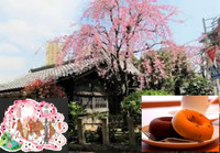 【日暮里周辺の寺院を巡って花見と御朱印集め！】4/6 14時　延命院～観音寺　【早割り参加費還元！】