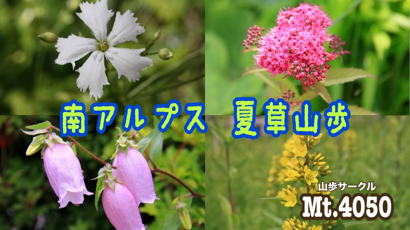 🌼夏のお花畑💐南アルプスの入笠山で夏草トレッキング🚗