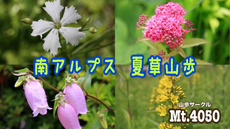 🌼夏のお花畑💐南アルプスの入笠山で夏草トレッキング🚗
