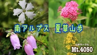 🌼夏のお花畑💐南アルプスの入笠山で夏草トレッキング🚗