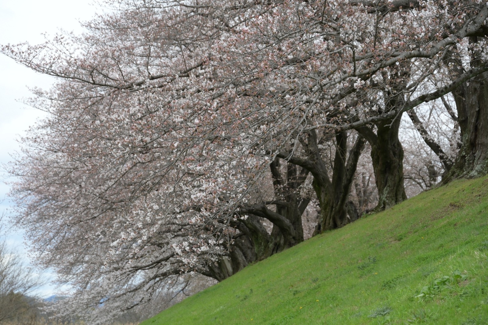 【八幡市×背割り桜🌸石清水八幡宮桜フォトウォーク】桜で春の訪れを感じるフォトウォーク✨