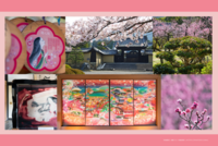 【京都観光 × 国際交流🌏】 隋心院 はねず踊り、名勝 小野梅園 、アート襖絵など✨