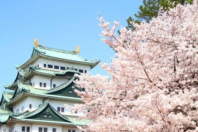 名古屋城に行きませんか🥰？？